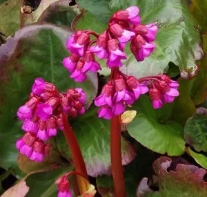 Bergenia 'Ouverture' (Eroica)