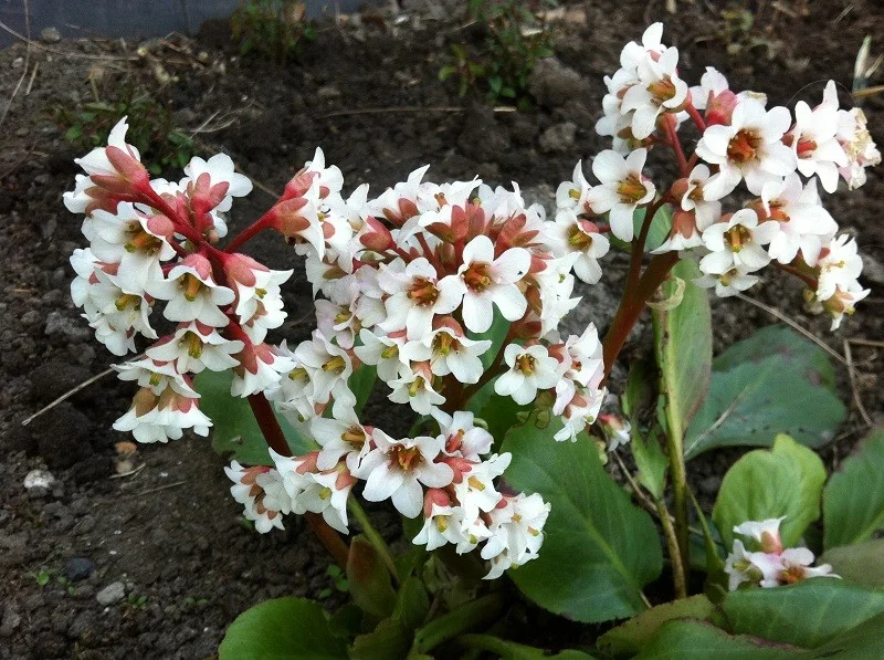 Bergenia 'Silberlicht'