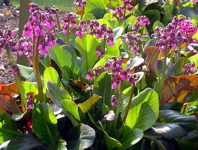 Bergenia 'Wintermärchen'