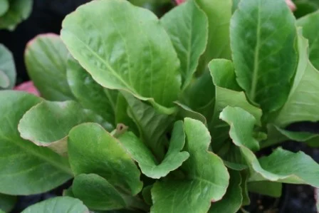 Bergenia cordifolia 'Winterglow'