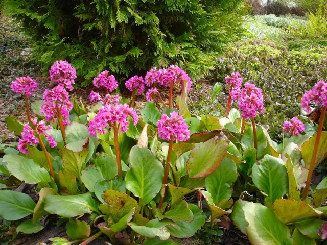 Bergenia cordifolia (Altai-Bergenie) Bergenia cordifolia (Altai-Bergenie)