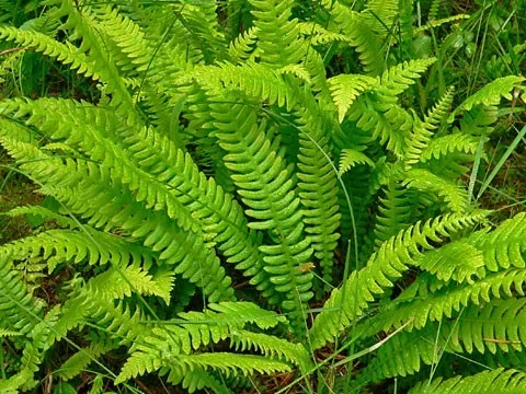 Blechnum spicant