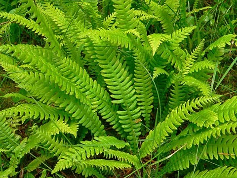 Blechnum spicant