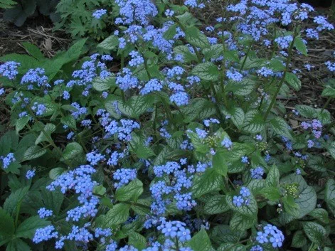 Brunnera macrophylla 'Jack Frost'