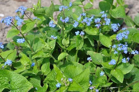 Brunnera macrophylla