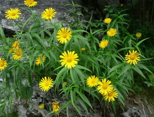 Buphthalmum salicifolium Buphthalmum salicifolium