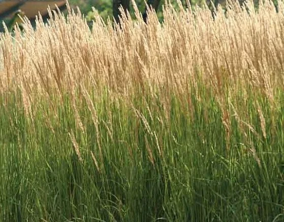 Calamagrostis acutiflora 'Karl Foerster'