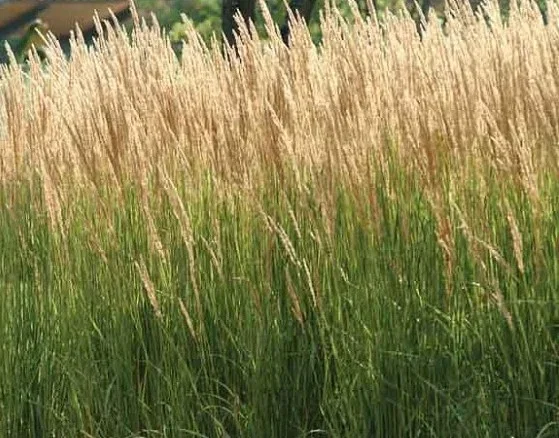 Calamagrostis acut. 'Karl Foerster' (Garten-Reitgras) Calamagrostis acut. 'Karl Foerster' (Garten-Reitgras)
