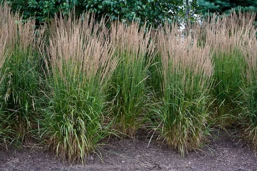 Calamagrostis acutiflora 'Karl Foerster'-2