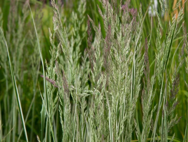 Calamagrostis acutiflora 'Overdam'