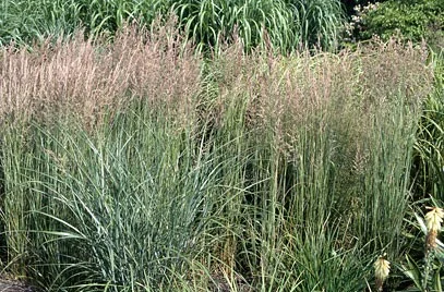Calamagrostis acutiflora 'Overdam'-2