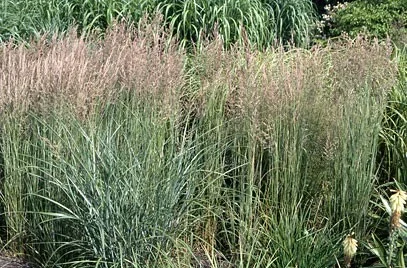 Calamagrostis acut. 'Overdam' Calamagrostis acut. 'Overdam'