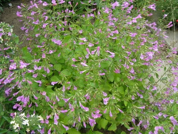 Calamintha grandiflora Calamintha grandiflora