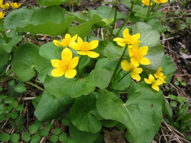 Caltha palustris Caltha palustris