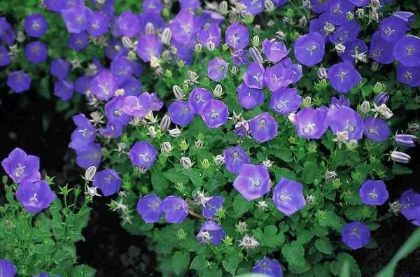 Campanula carpatica 'Blaue Clips'