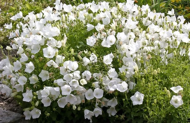 Campanula carpatica 'Weisse Clips'