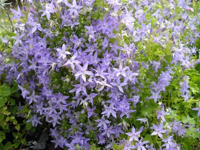 Campanula garganica