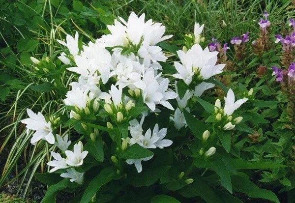 Campanula glom. 'Alba' Campanula glom. 'Alba'