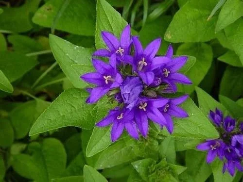 Campanula glomerata 'Superba'