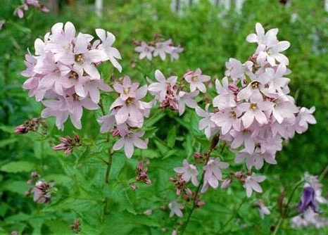 Campanula lactiflora 'Loddon Anna'