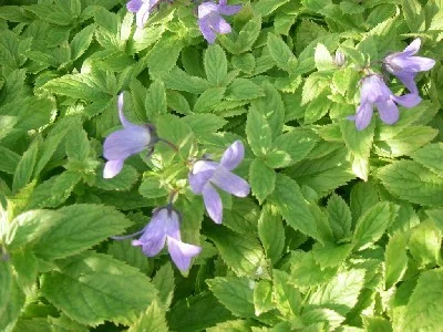 Campanula lactiflora 'Pouffe'