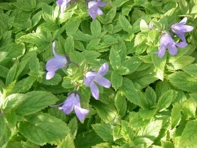 Campanula lact. 'Pouffe' Campanula lact. 'Pouffe'