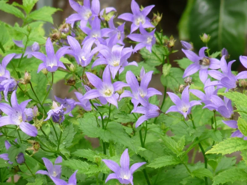 Campanula lactiflora 'Prichard's Var.'