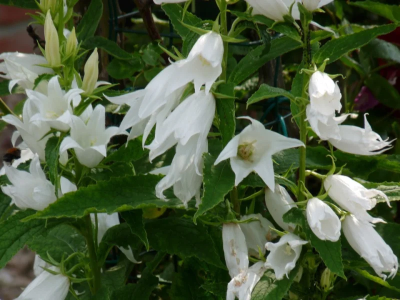 Campanula persicifolia 'Alba'