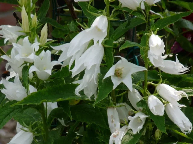 Campanula pers. 'Alba' Campanula pers. 'Alba'