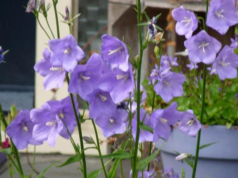 Campanula persicifolia 'Coerulea'