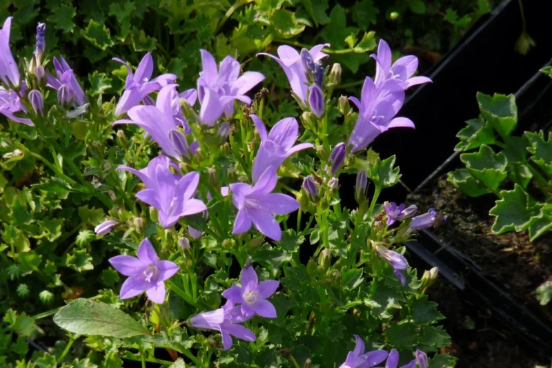 Campanula portenschlagiana 'Resholt Variety' (Klokje)
