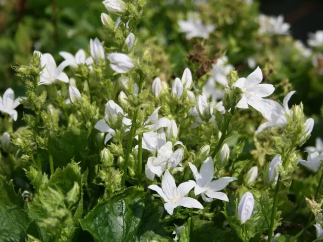 Campanula posch. 'E.H. Frost'