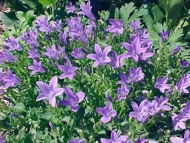 Campanula posch. 'Stella'