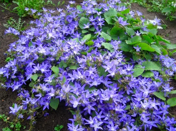 Campanula poscharskyana