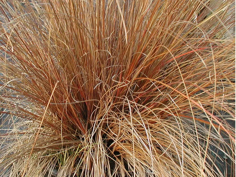 Carex comans 'Bronze Form'