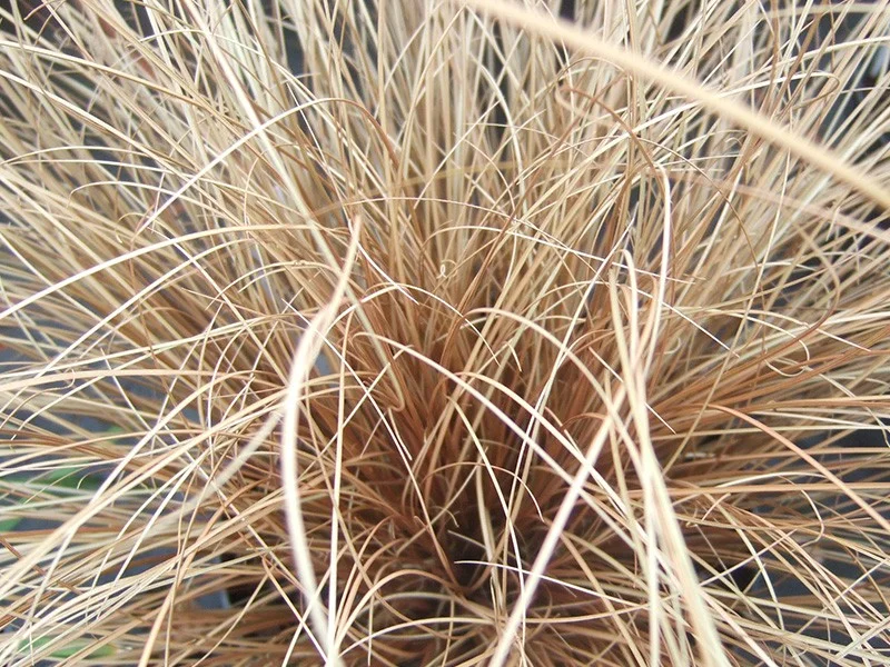 Carex comans 'Bronze Form'