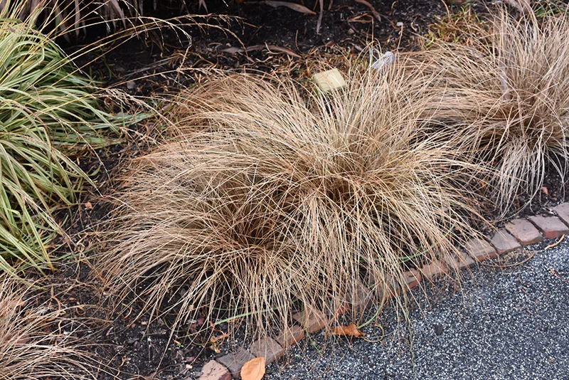 Carex comans 'Bronze Form'-3