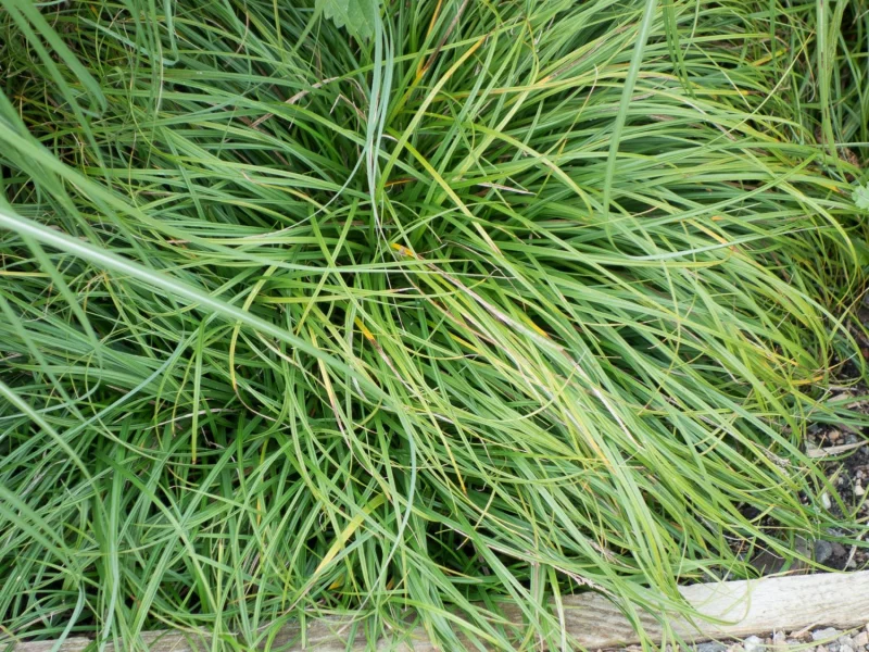 Carex caryophyllea 'the Beatles'-1