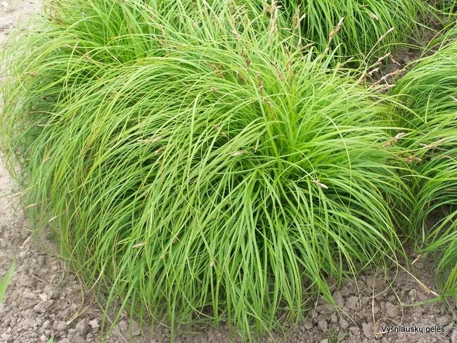 Carex caryophyllea 'the Beatles'-2