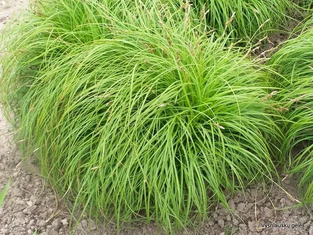 Carex Caryophyllea 'the Beatles' (Segge)