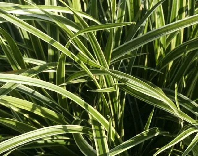 Carex Morrowii 'Ice Dance' (Segge)