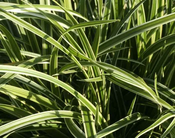 Carex morrowii 'Ice Dance'