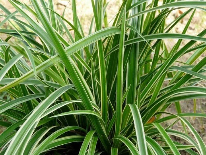Carex morrowii 'Ice Dance'