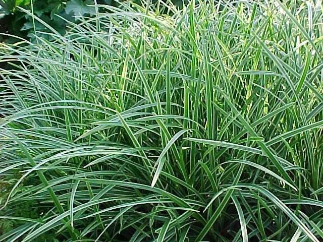 Carex morrowii 'Ice Dance'-3