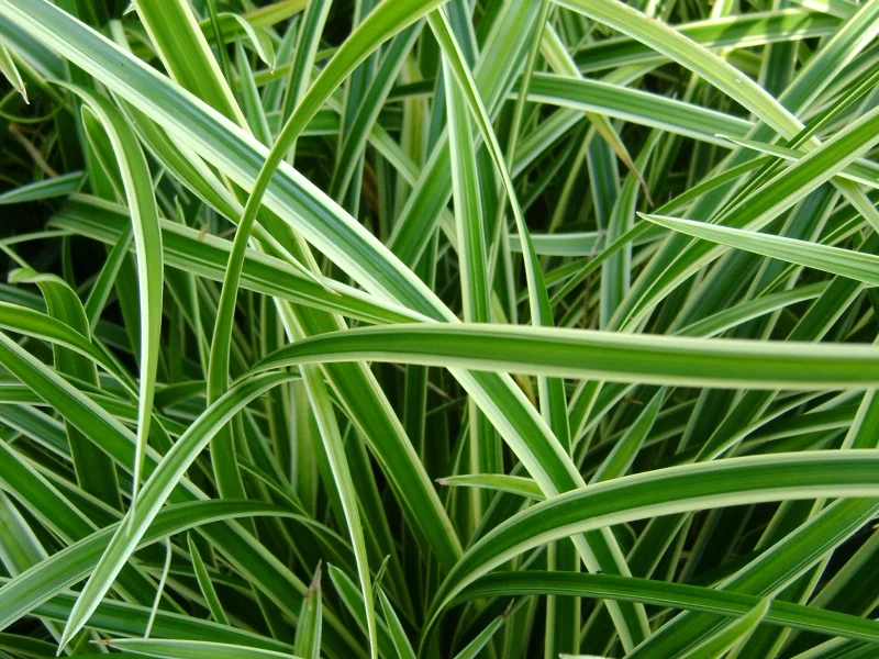 Carex morrowii 'Variegata'