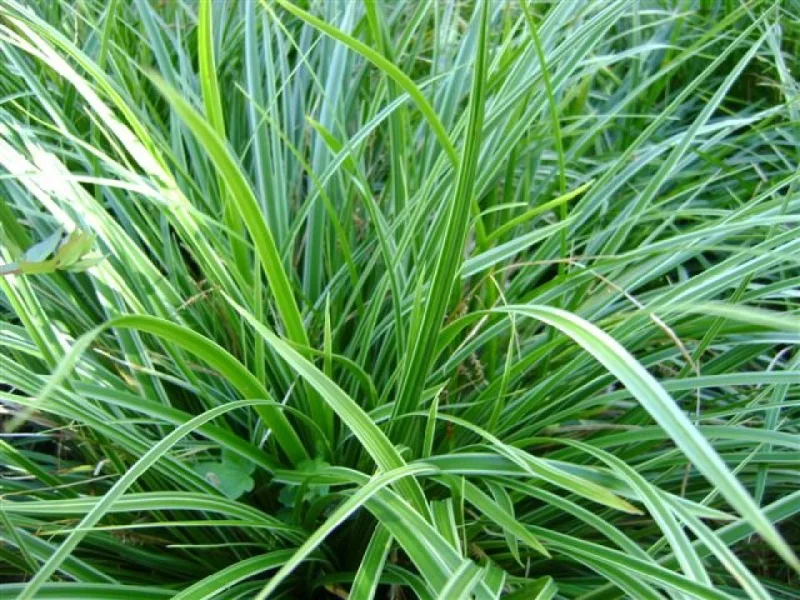 Carex morrowii 'Variegata'-2