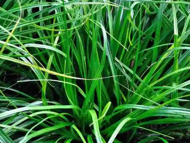Carex Morrowii (Segge)