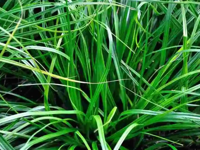 Carex oshimensis 'JS Greenwell'