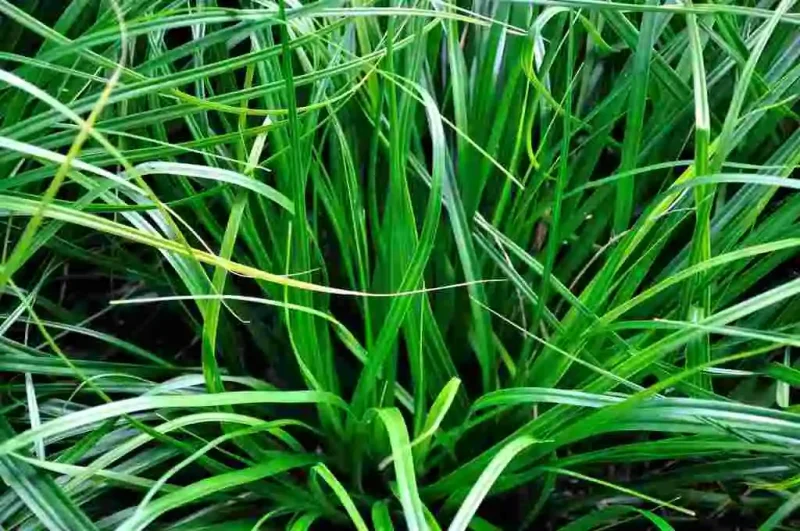 Carex oshimensis 'JS Greenwell'-2