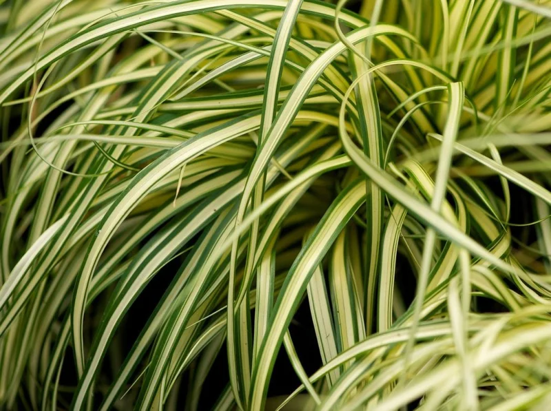 Carex oshimensis 'Evergold'